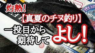 【チヌ釣り】一投目で？！灼熱！限界突破！体力の限界！無理せず楽しく釣りをするには暑すぎる。