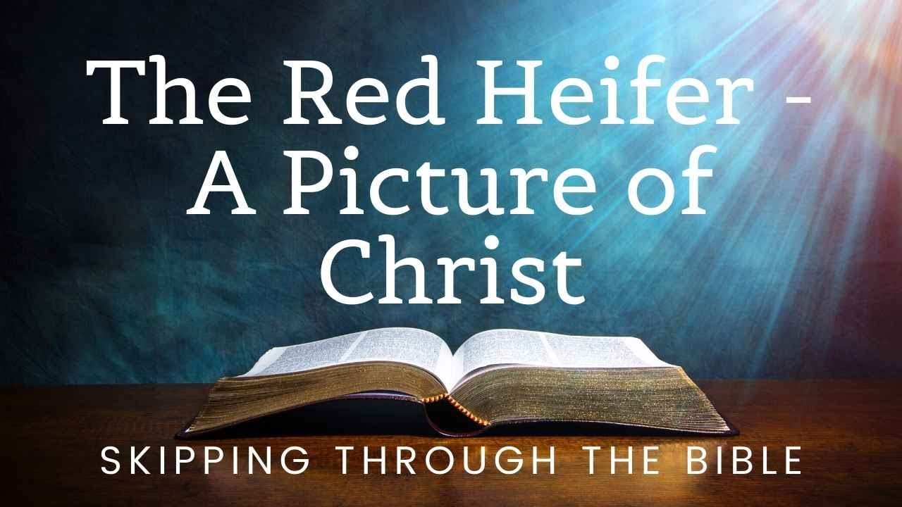 The Sacrifice Of The Red Heifer - A Picture Of Christ - YouTube