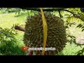 Petik Durian Duri Hitam ( Oche, Black thorn) Lansung Dari Pohonnya