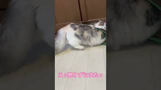 穴があったら入りたい愛猫のまこちゃん💕