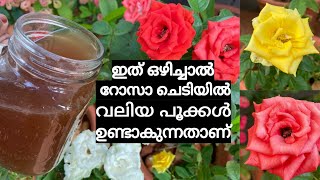 ഒരു രൂപ പോലും ചിലവില്ലാത്ത ഈ ഒരറ്റ വളം മതി  വലിയ റോസാ പൂക്കൾ ഉണ്ടാകാൻ ...