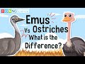 Emus Vs Ostriches – What is the Difference?