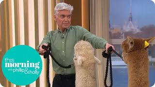 Hilarious Moment Phillip Schofield Gets Spat in the Face by Alpacas | This Morning