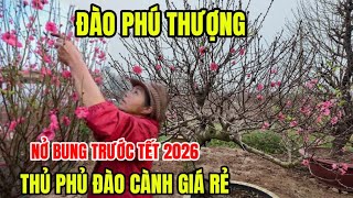 Khám Phá Làng Đào Phú Thượng Thủ Phủ Đào Cành Lớn Nhất Hà Nội- Đào Nở Bung Đón Tết 2026