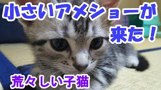 荒々しく始まる子猫との暮らし　（アメリカンショートヘア生後２ヶ月）