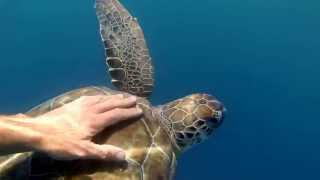 caretta caretta olüdeniz