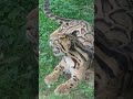 The endangered and pretty clouded leopard at Pittsburgh zoo