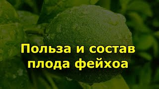 Плоды фейхоа полезны для профилактики и лечения...Химический состав плода фейхоа.