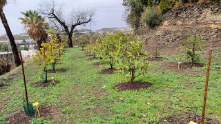 Rare Tropical Fruit Tree Arboretum la Mayora Government experimental Farm, Spain