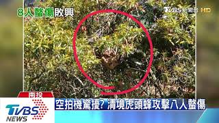 空拍機驚擾？　清境虎頭蜂攻擊八人螫傷