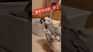 【ヨウム】飛べない鳥の一大事　#ヨウム #毛引き #何をしてもかわいい #みずたまのおうち