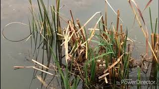 Red knobbed Coot chicks