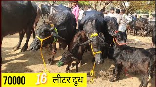 Taharpur Bhens Mandi 22/03/22 | सस्ते भेंस तहरपुर बाजार में | उत्तर प्रदेश की पशु मंडी