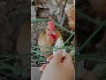 母雞啄菜啦 hen eat cabbage 13