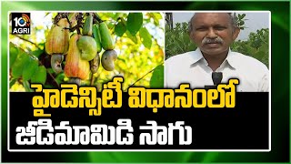 హైడెన్సిటీ విధానంలో జీడిమామిడి సాగు | Cashew Mango Cultivation | Matti Manishi | 10TV News