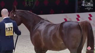 N 137 BIDAYER ALBADR   Abu Dhabi International AHC 2025   Mares 4+ Years Old Section B Class 4B