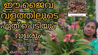 ഏത് വളരാത്ത ചെടിയും വളരും./ ഈ ജൈവ വളം മതി / കണ്ടു നോക്കൂ