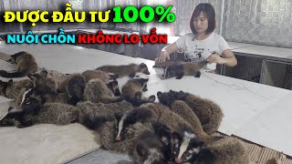 Khởi Nghiệp Chăn Nuôi Chồn Mốc Không Cần Lo Vốn Trại Chồn Mốc Đầu Tư 100% Vốn Chăn Nuôi Cho Bà Con