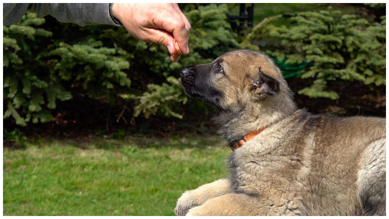 8 Week Old Puppy Training! - YouTube