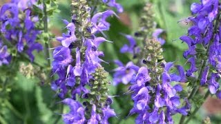 Best Perennials for Sun - Salvia 'Rhapsody in Blue' (Meadow Sage)