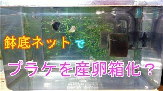 【アクアリウム】グッピー飼育　#6 ご懐妊？