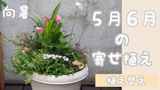 【５月６月の寄せ植え】寄せ植え初心者／リメイク／平凡な主婦のガーデニング／植え替え／カラー／ペチュニア／夏に向けて