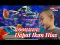 Nauval lagi belanja ikan ||ikan hias ||Nauval chanel