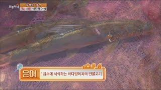 [Live Tonight] 생방송 오늘저녁 137회 - Seomjingang River silver 'sweetfish' 섬진강 은빛 '은어' 20150603