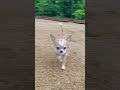 子犬がドッグランを楽しんでるだけの動画