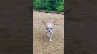 子犬がドッグランを楽しんでるだけの動画