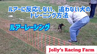 ルアーに反応しない、追わない犬のトレーニング(ミニピン★ガイ)スカウティングテクニックによりトレーニング-ルアーレーシング-Jolly’s Racing Farm