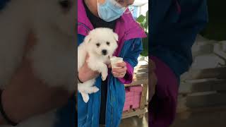 The Cutest American Eskimo Puppy