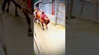 কুরবানীর গরু🤣😂 #viral #funny #video #caw #qurbani #korbanisong #sort