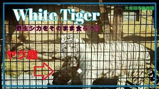 【虎】トラに野生シカまるごとプレゼント【大牟田市動物園】