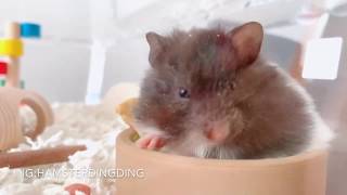 Hamsterdingding．【新成員來了】一個月大的黃金鼠寶寶．黃金鼠．熊仔鼠．黑豆