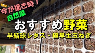 [自然農]  今が播き時！おすすめ野菜　半結球レタス・極早生玉ねぎ　（簡単な冷蔵庫の芽出し法）[natural farming]