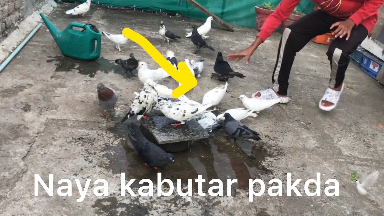 Naya Kabutar Pakda ёяхк 5 Minutes Meh ёяшд Youtube