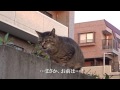 【公園猫戦争】わたしフギャアアアアいま家の前にフギャアアアア