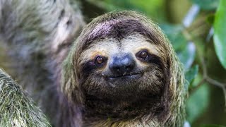 Animals adapted to rainforests: Top 10