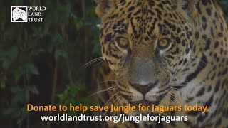 Jungle for Jaguars - Big Match Fortnight 2018