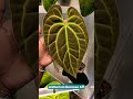 new anthurium besseae aff leaf 🥵 shorts anthurium plants