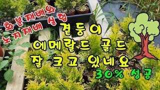 #옥전농부 #곁둥이 에메랄드골드 #화분재배와 노지재배실험#곁둥이 30%성공