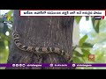 video viral flying snake found in bihar బీహార్‌లో కనిపించిన ఎగిరే పాము