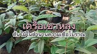 เครือเขาหลง ต้นไม้ในตำนานความเชื่อแต่โบราณ