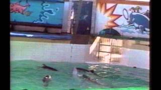 Lolita The Killer Whale: Slave to Entertainment - full movie