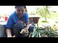 harvesting our red and yellow onions berba luka vađenje luka