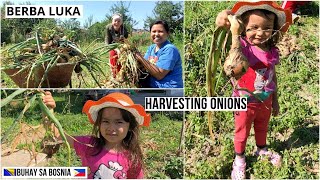 HARVESTING OUR RED AND YELLOW ONIONS | BERBA LUKA | Vađenje luka