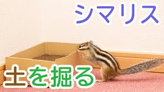 シマリスまめたがついに土を掘り始めた！/Squirrel digging the SOIL SOIL SOIL !!!