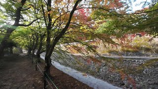 The best time to see the maple corridor around Lake Kawaguchi is almost here.