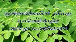 മുരിങ്ങയിലയിൽ നിന്നും പച്ചക്കറികൾക്കാവശ്യമായ വളർച്ച ത്വരിതപ്പെടുത്തുന്ന ഹോർമോൺ